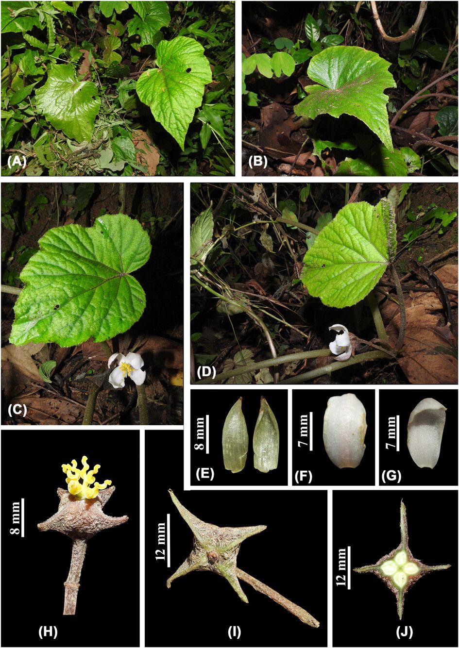 B. quadricornualata