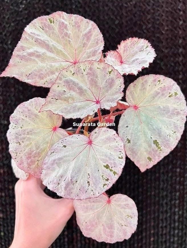 B. 'Shizuka'