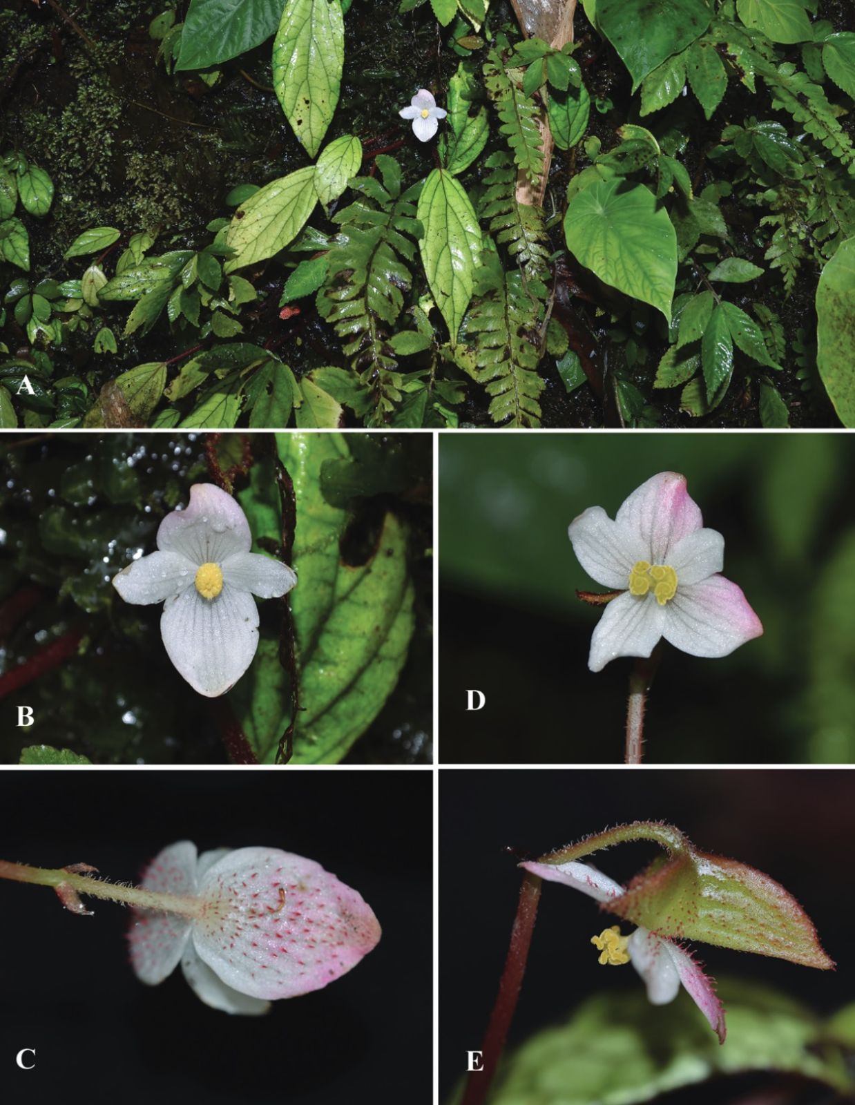 B. cataracta