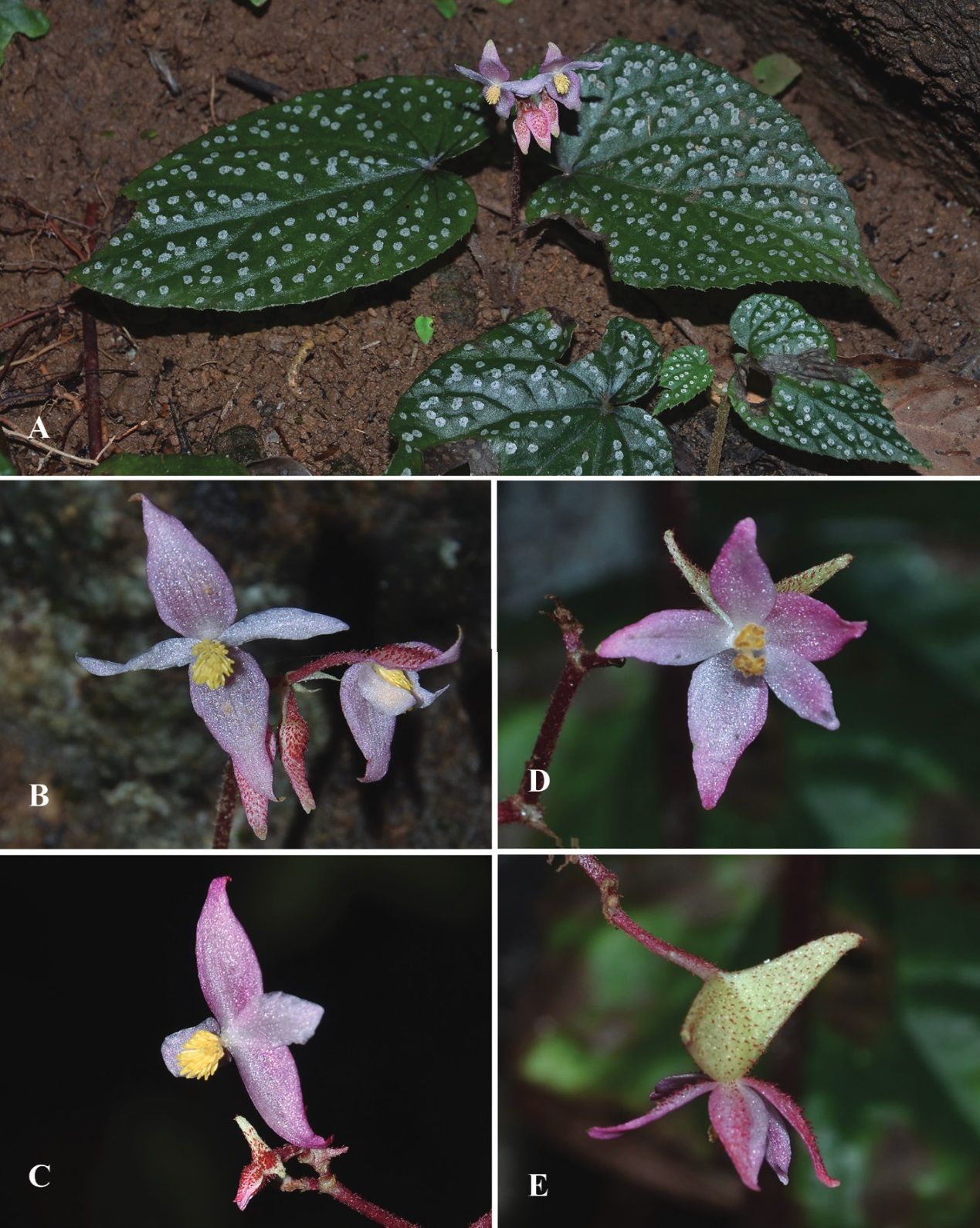 B. voluptuaria