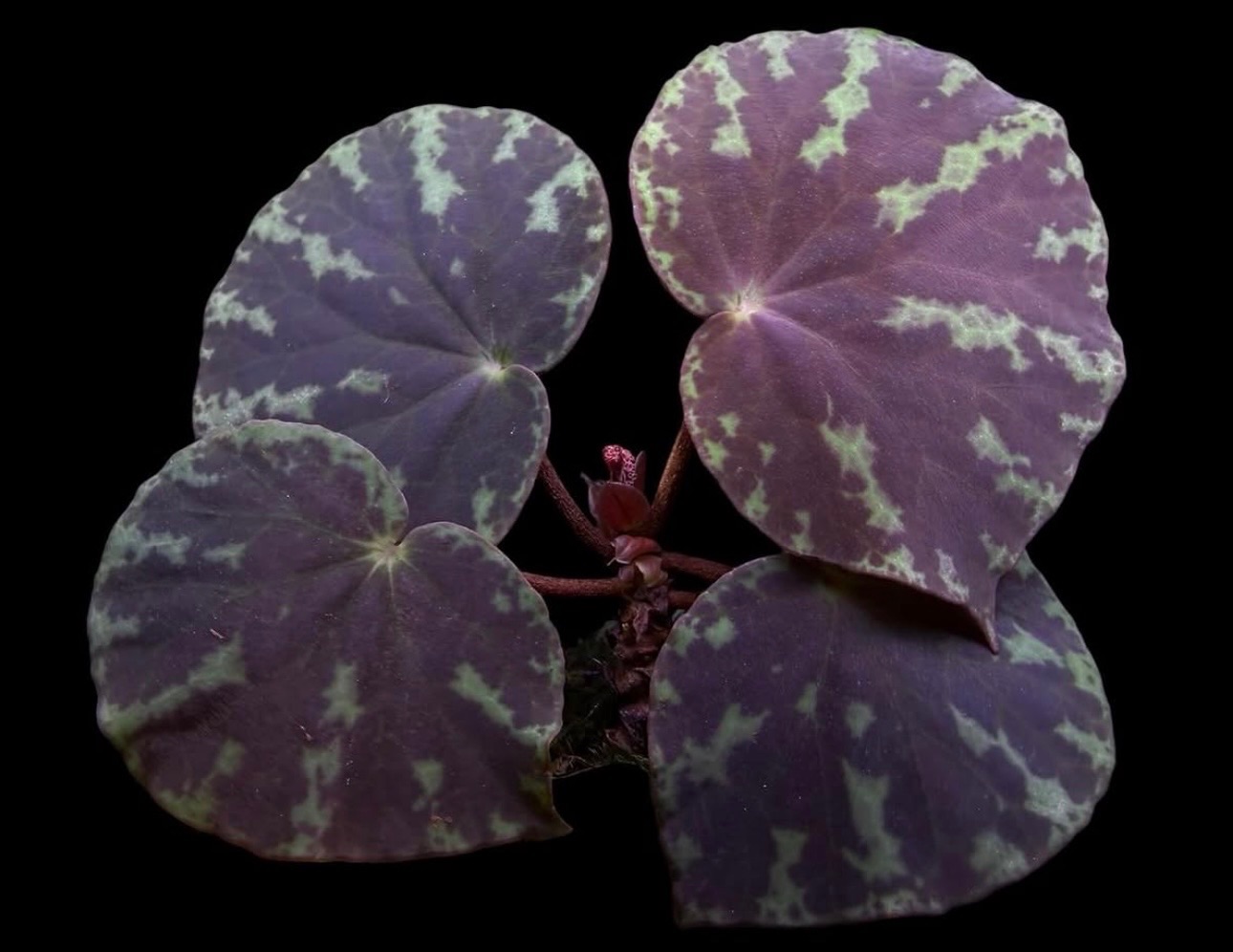 B. brunneosquamata