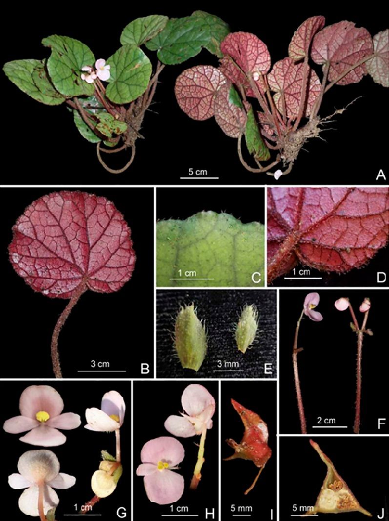 B. saxifragoides