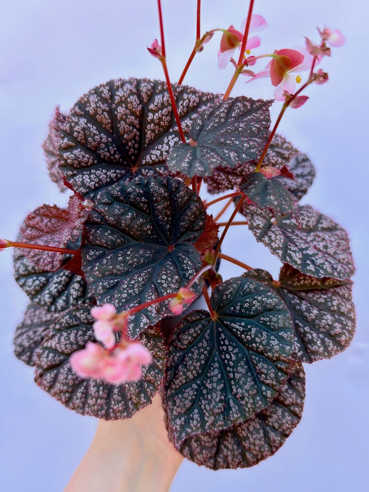 B. ‘Pink Gem’