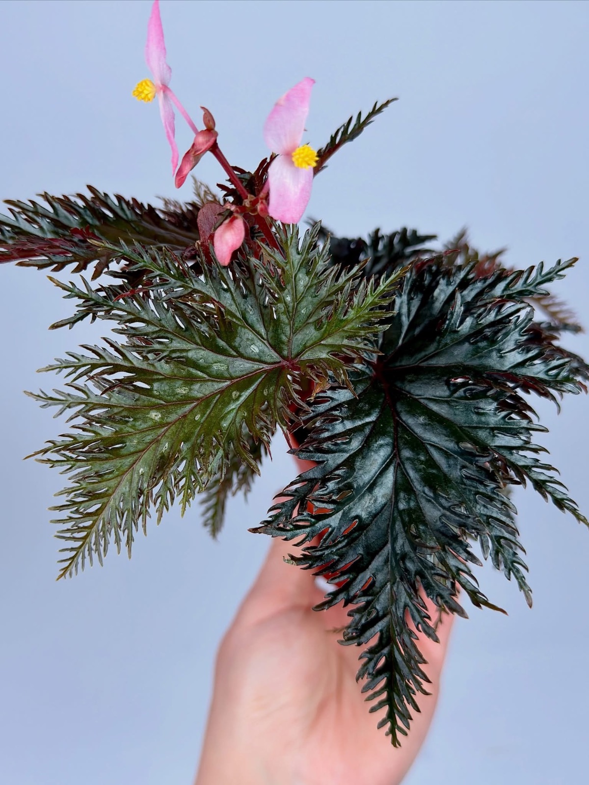 B. ‘Black Fire’