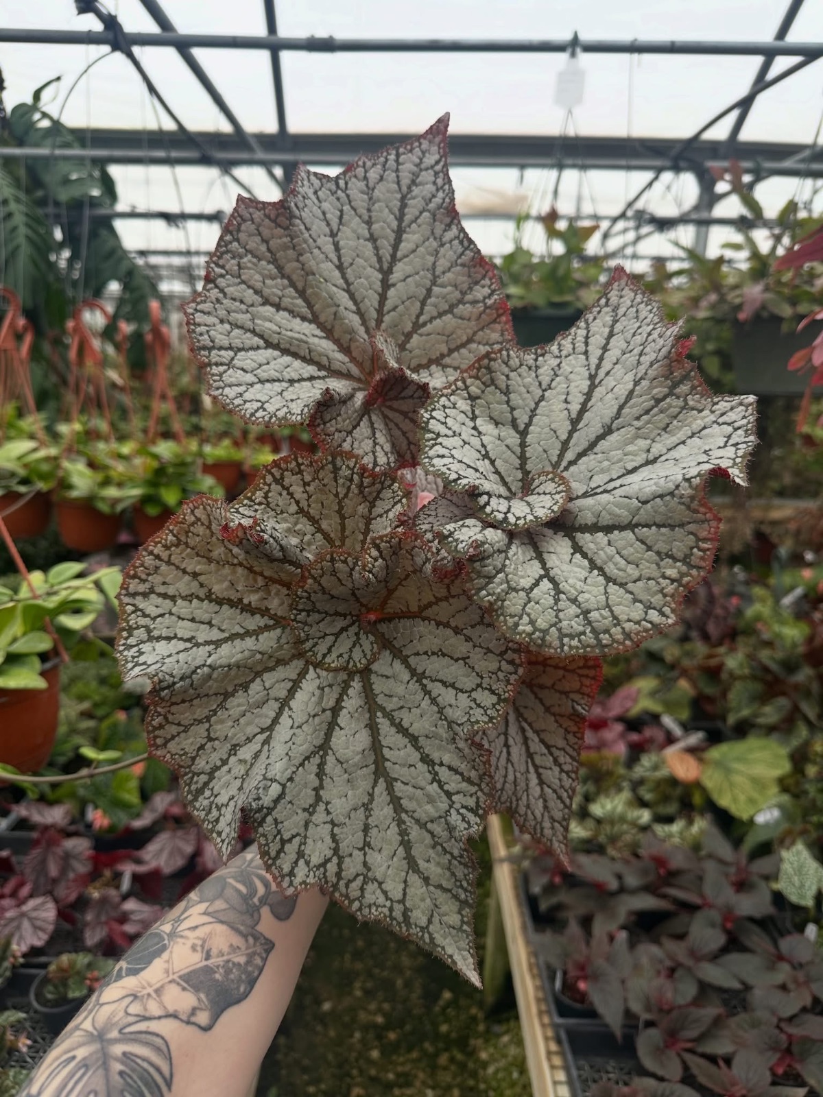 B. ‘Desperado’