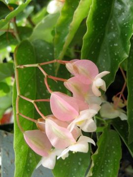 B. 'May Queen'