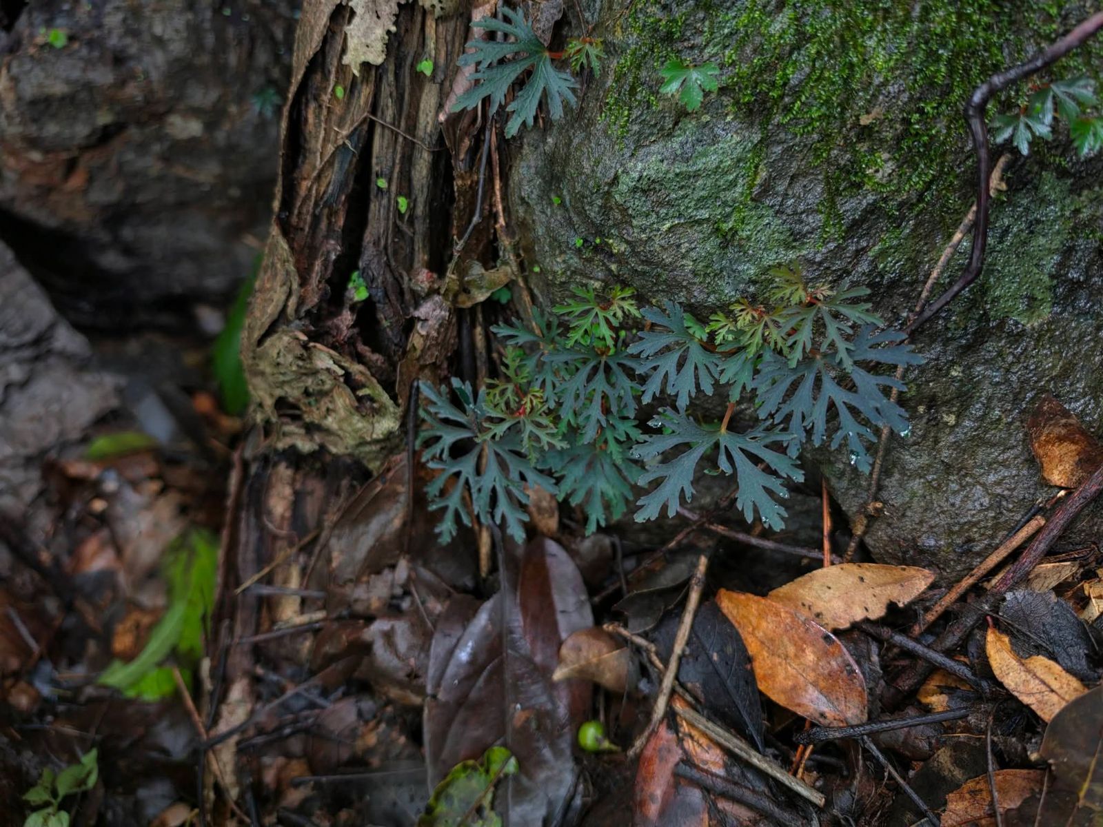B. tripartifolia