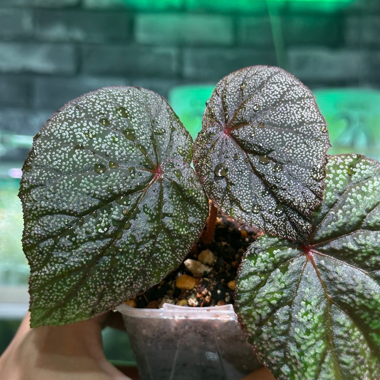 B. ‘Repun Kamuy’