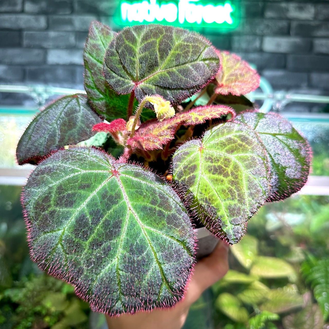 B. ‘Kunne Kamuy’