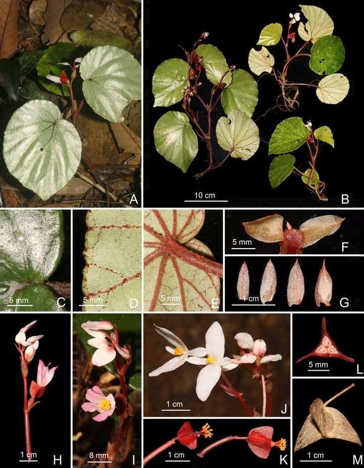 B. laxiflora