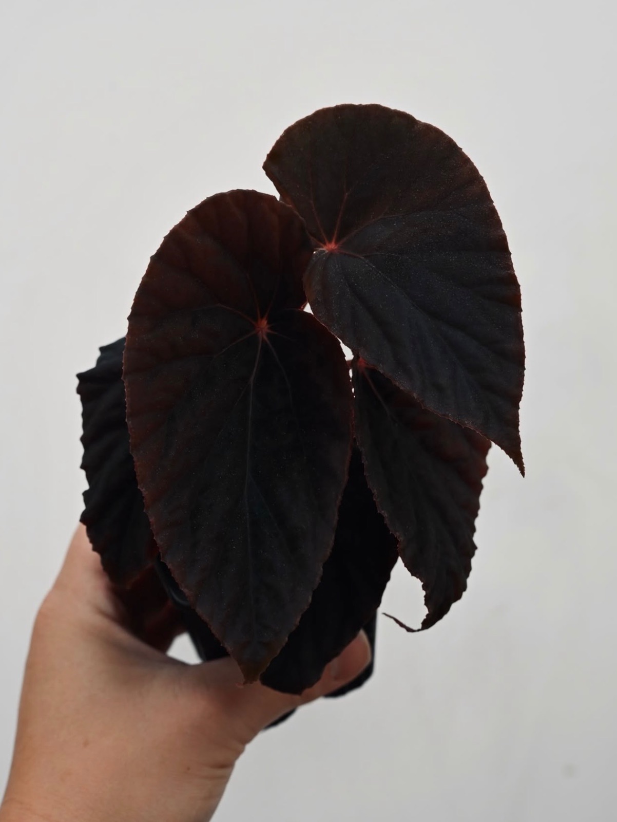 B. (pavonina x darthvaderiana)