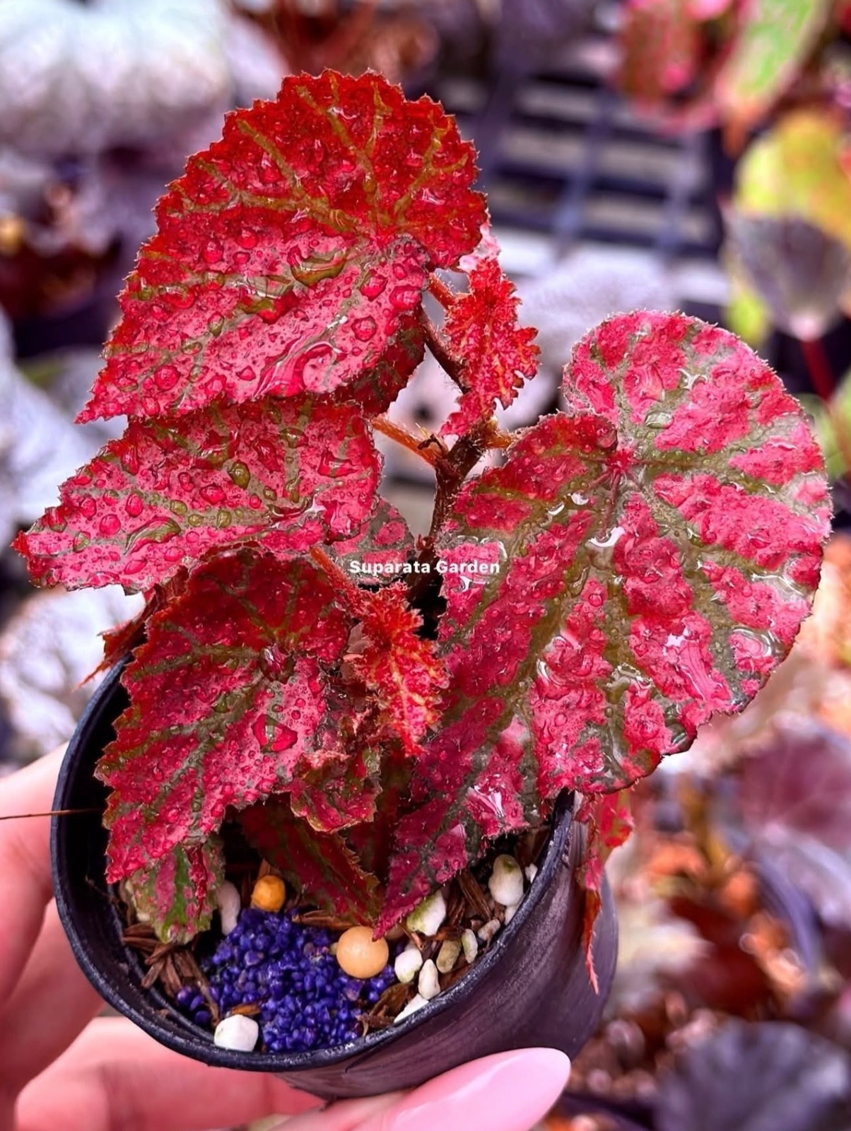 B. ‘Ruby Matrix’