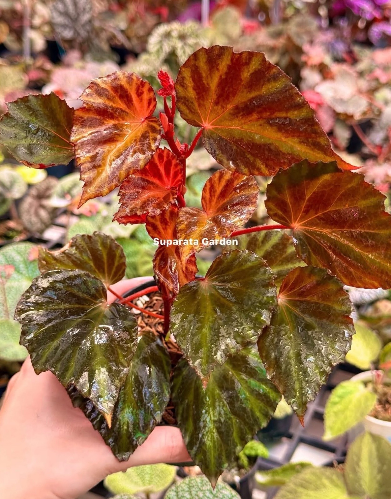 B. ‘Green Tiger’
