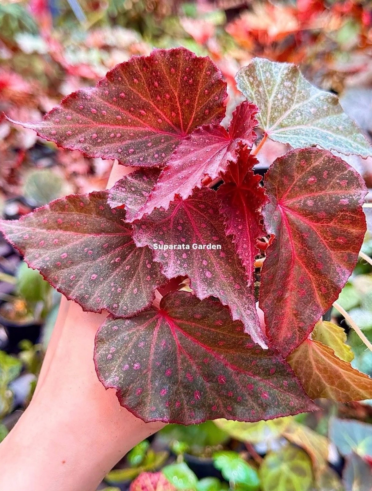 B. ‘Crimson Spark’