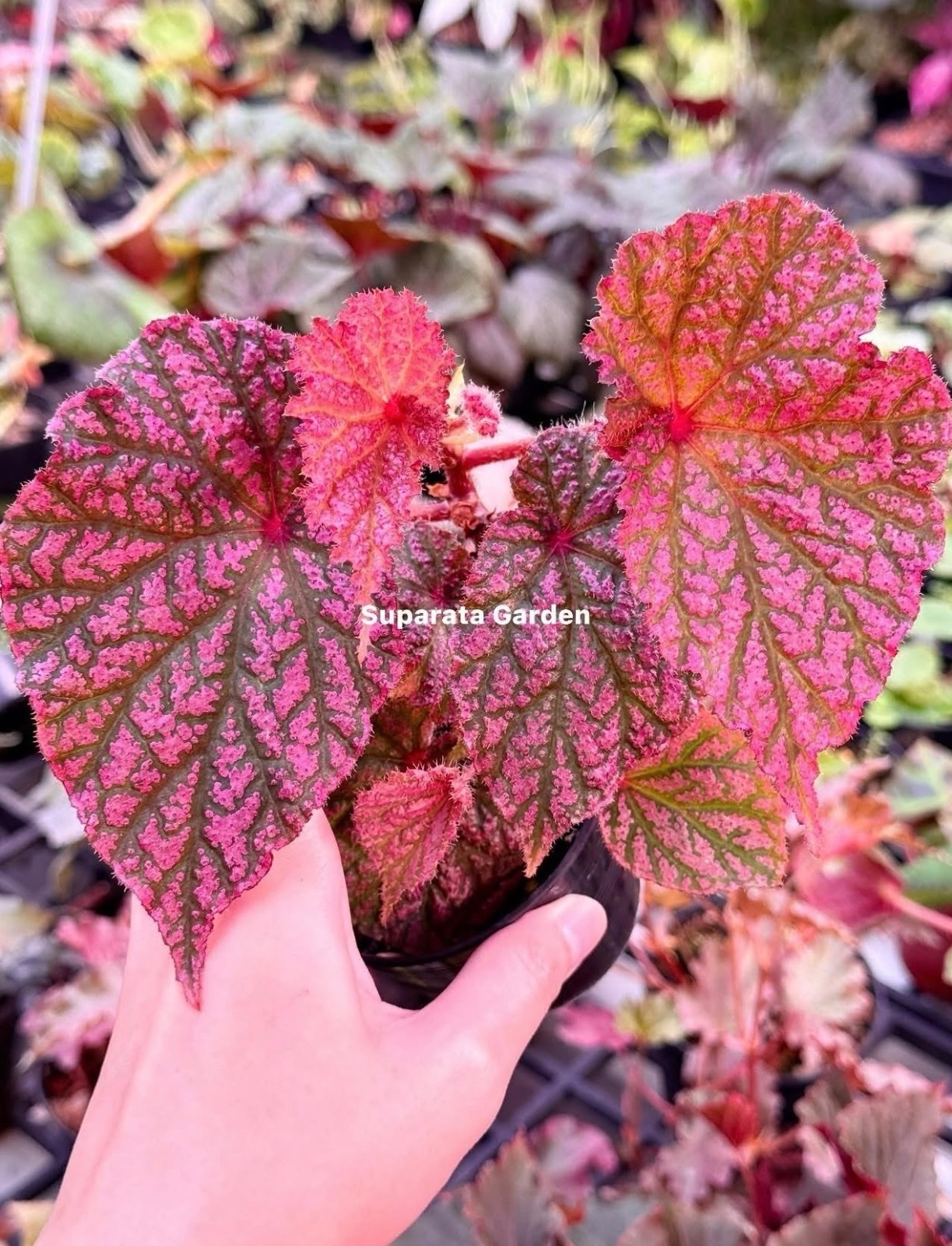 B. ‘Pink Aura’