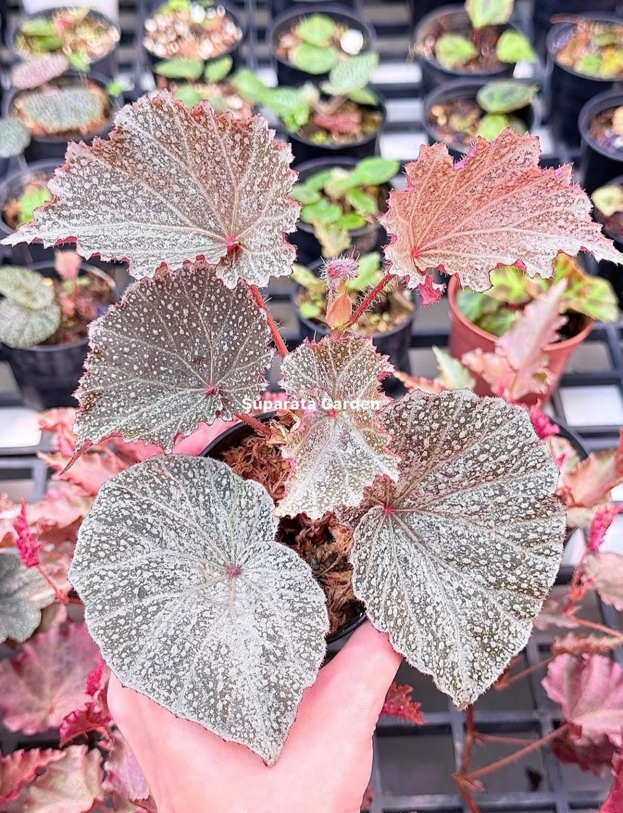 B. ‘Rose Quartz’
