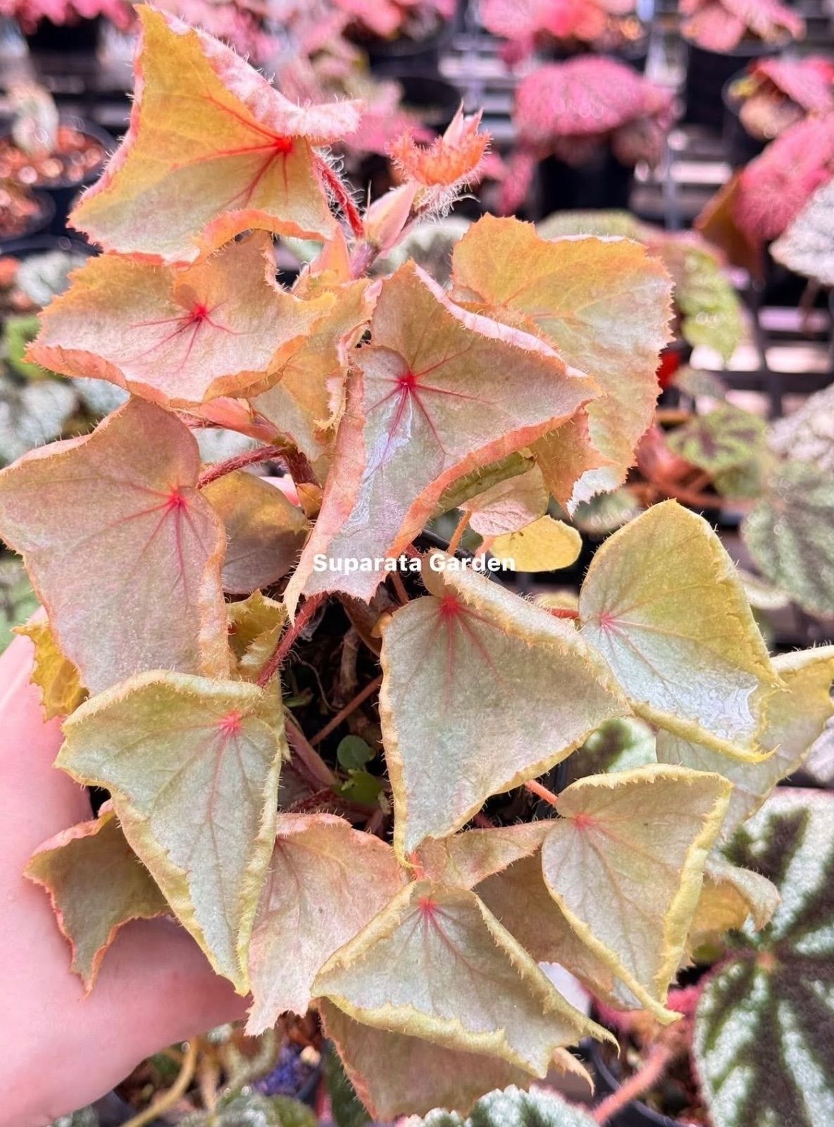 B. ‘Pink Dragon’