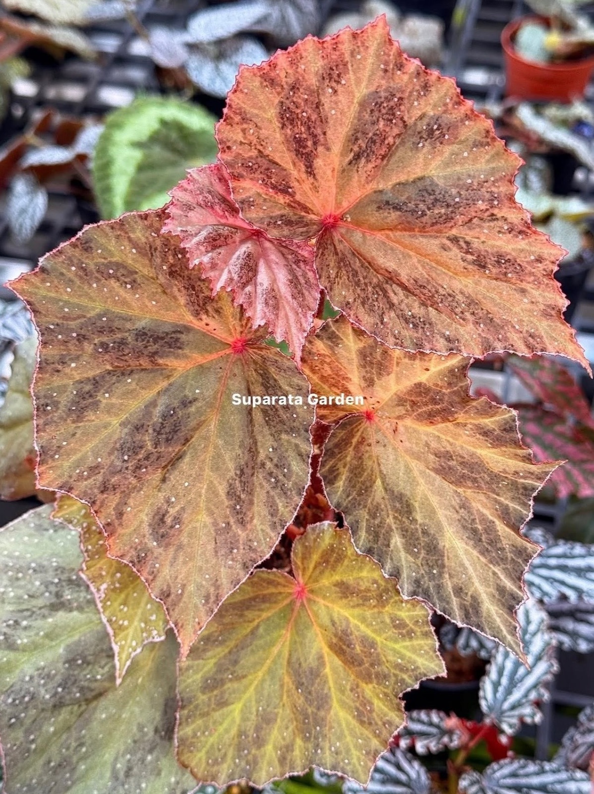 B. ‘Fire Eagle’