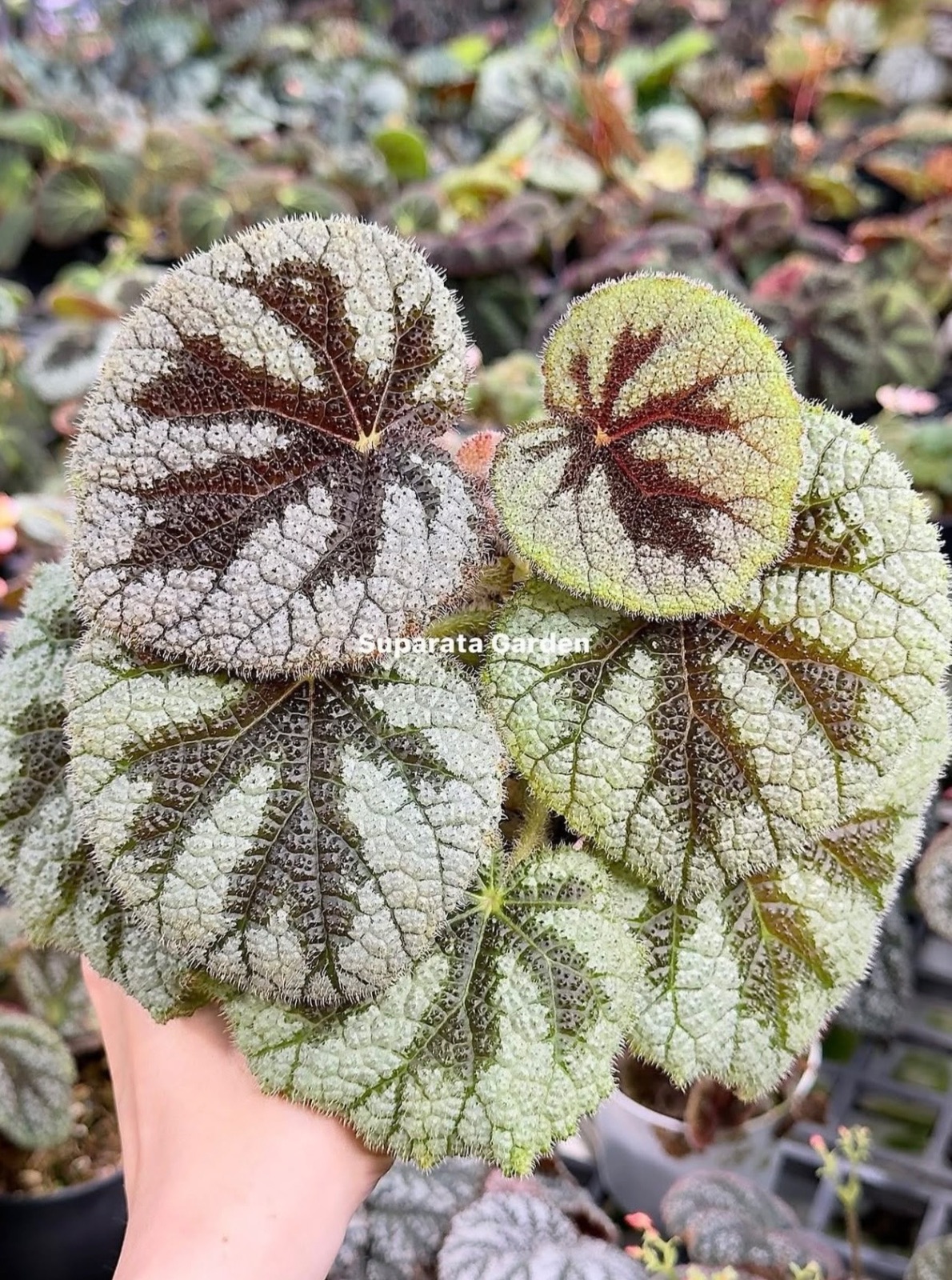 B. ‘Eagle’s Claw’