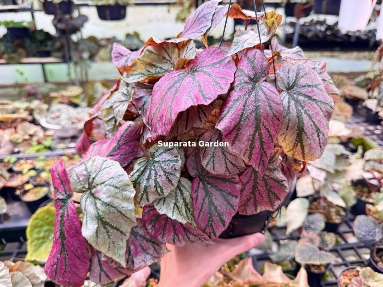 B. ‘Pink Parrot’