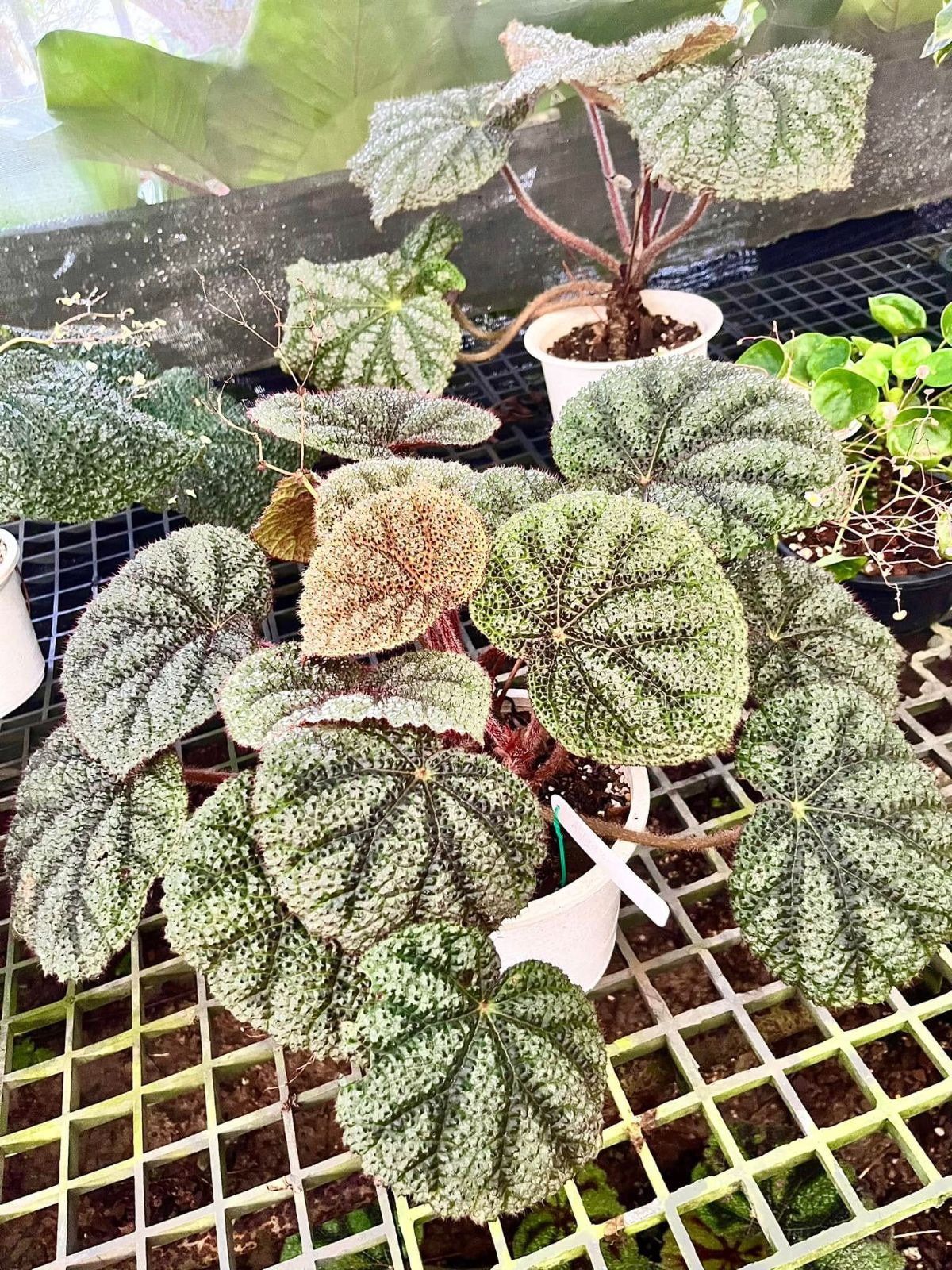 B. ‘Alligator Bullata’