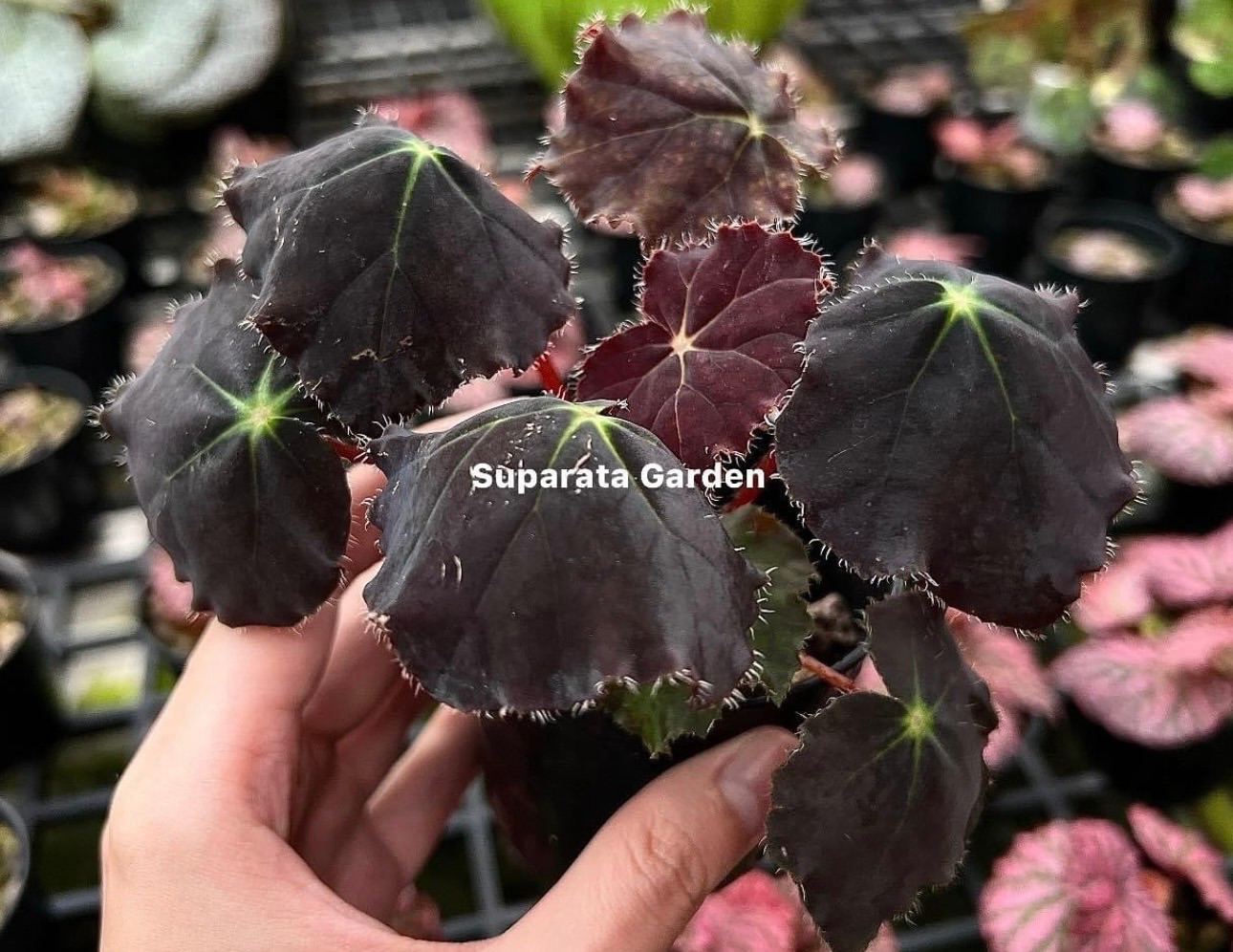 B. ‘Black Umbrella’