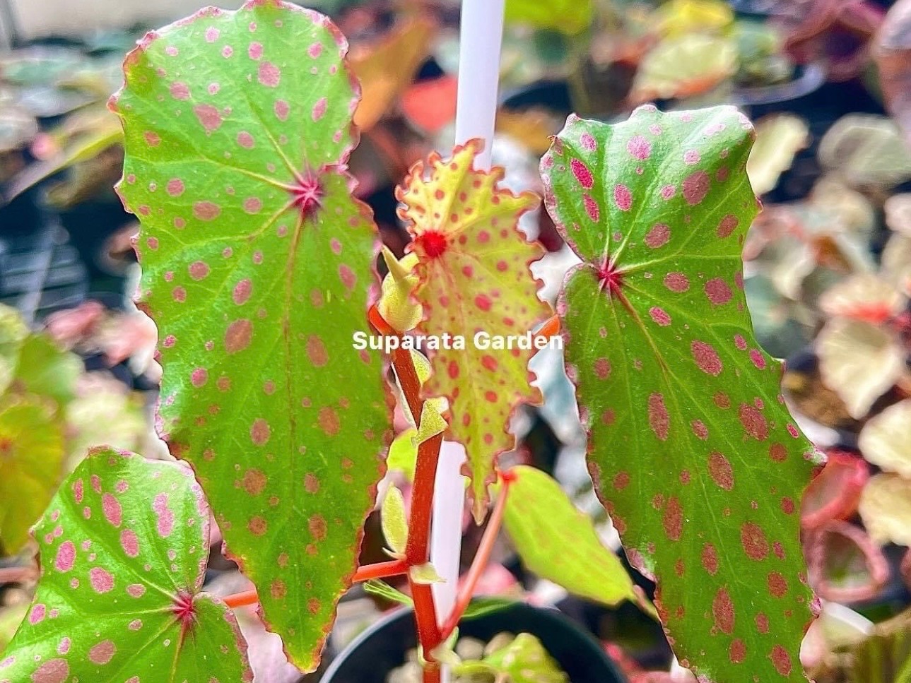 B. ‘Perseus’