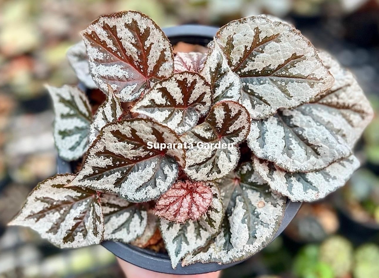 B. ‘Volcano’