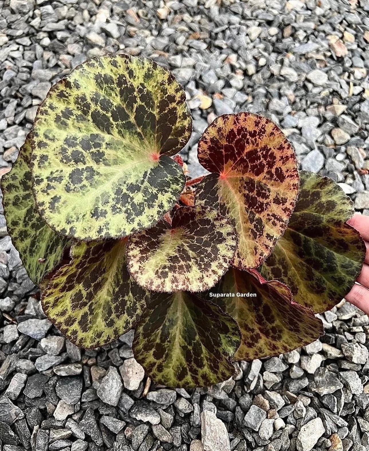 B. ‘Cheetah’