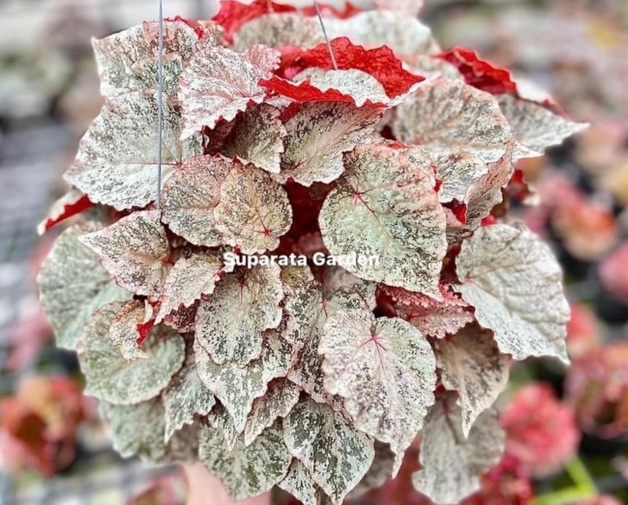 B. ‘Marble Queen’