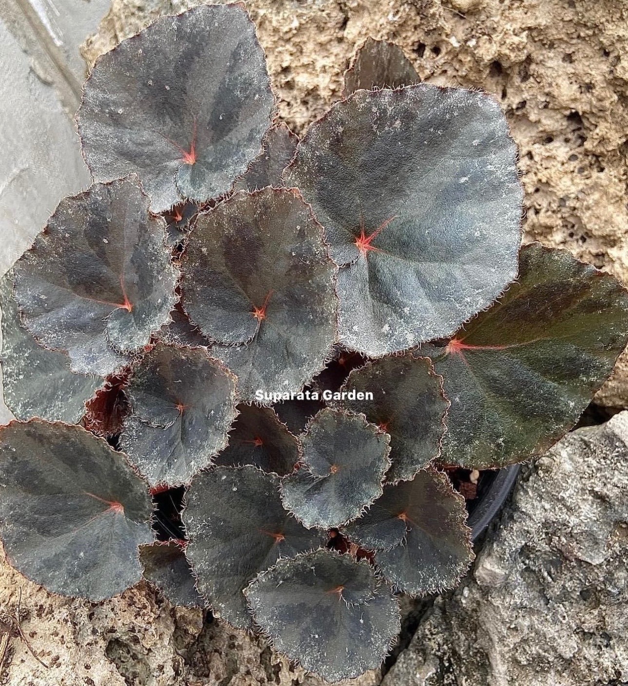B. ‘Red Star Galaxy’