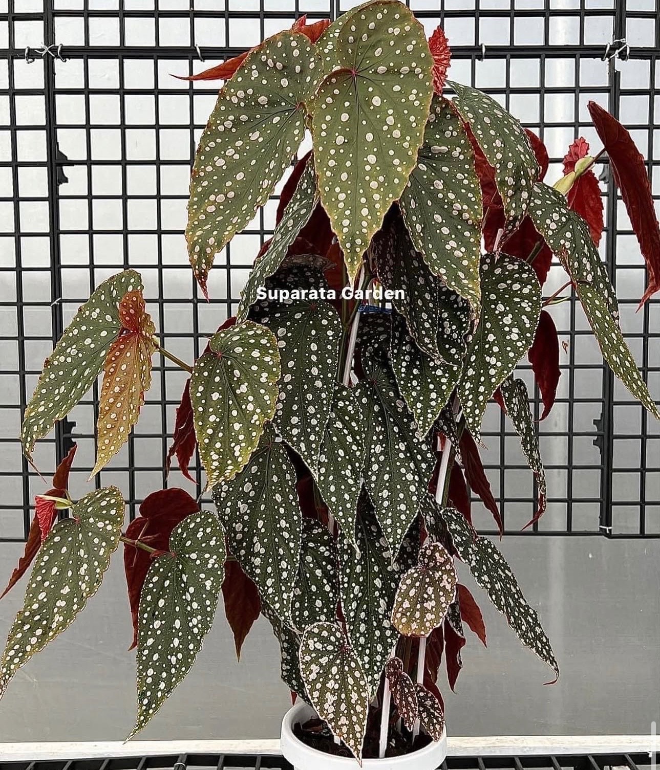 B. ‘Lachoslata’
