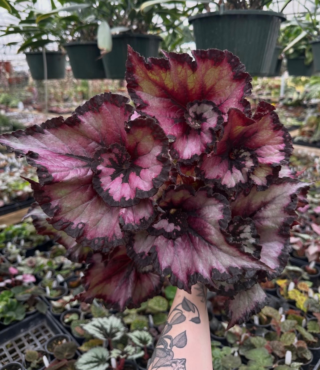 B. ‘Sardanna’