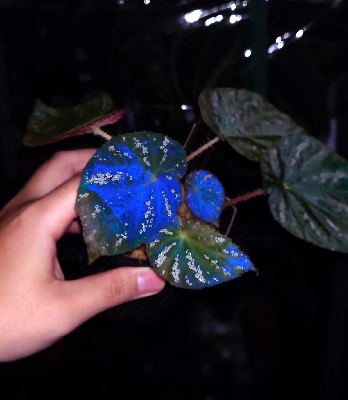 B. ‘Nocturne Blue’