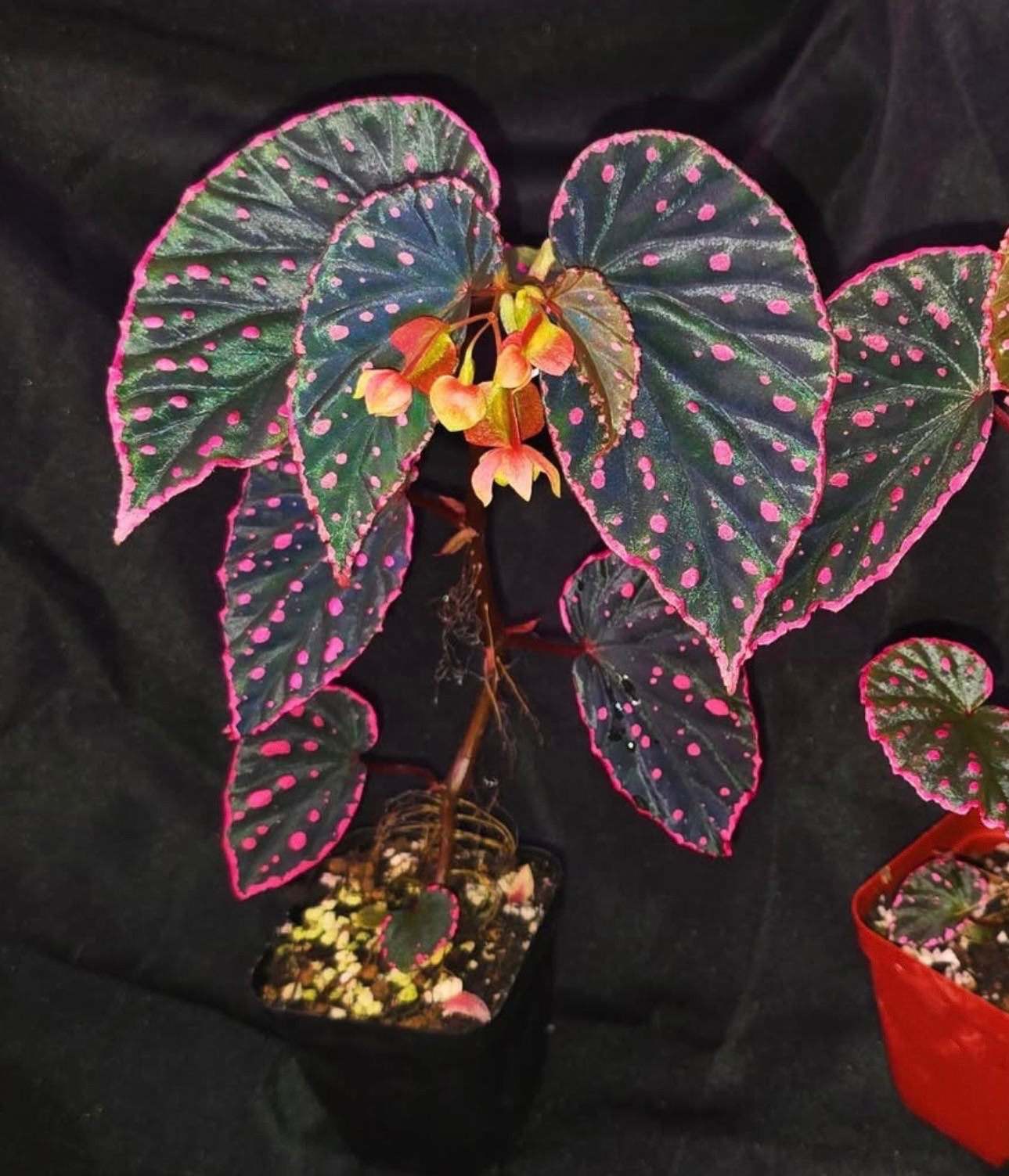 B. ‘Nyx’