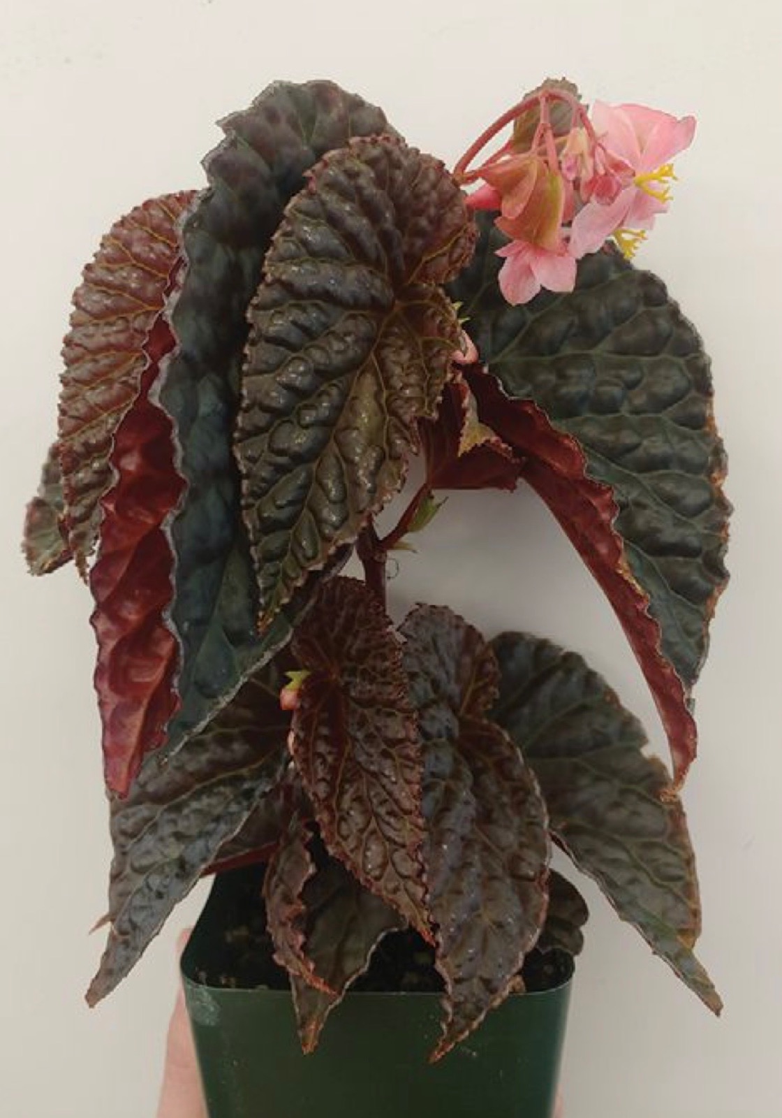 B. ‘Nyx’