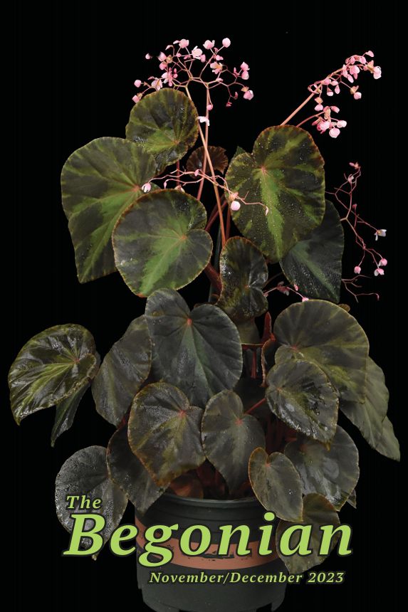 B. 'Black Magician'
