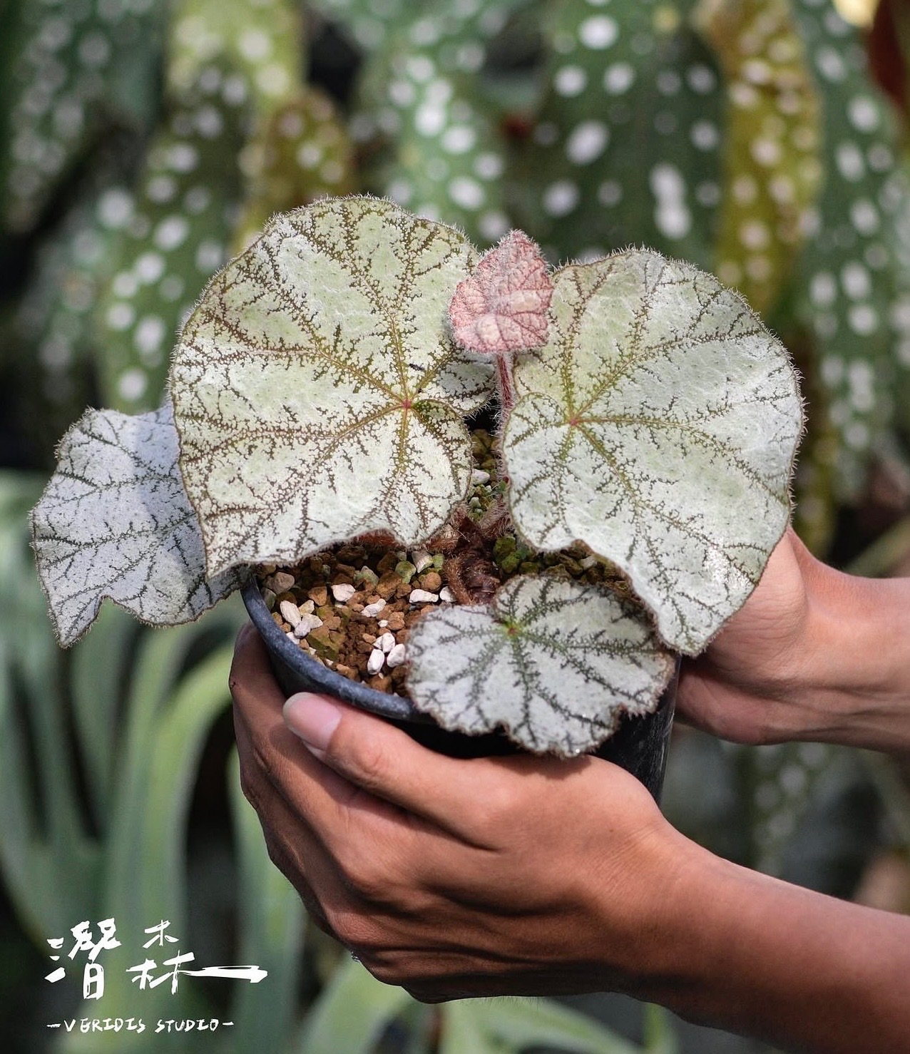 B. ‘Ashen Vein’