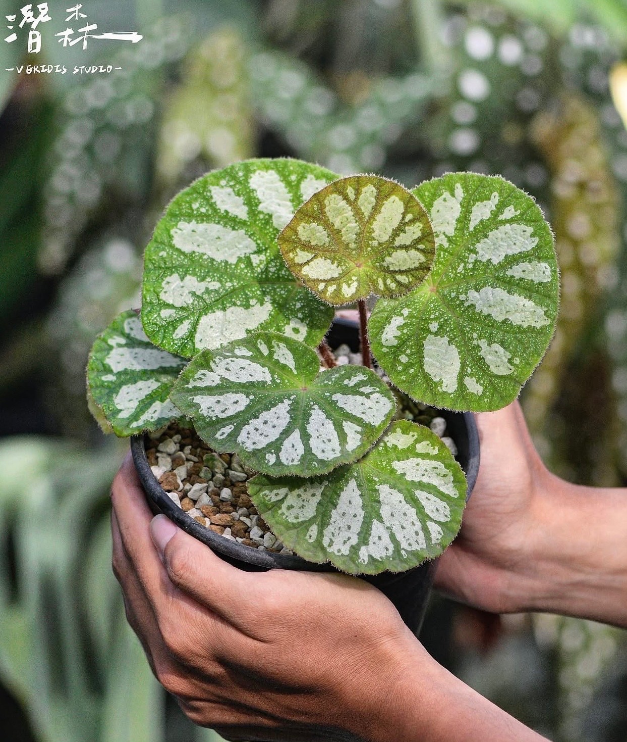 B. ‘Hierophant Green’
