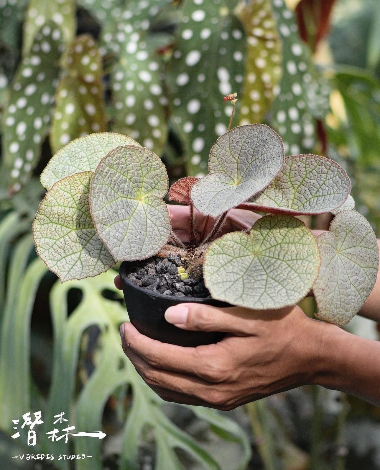 B. ‘Silver Chariot’