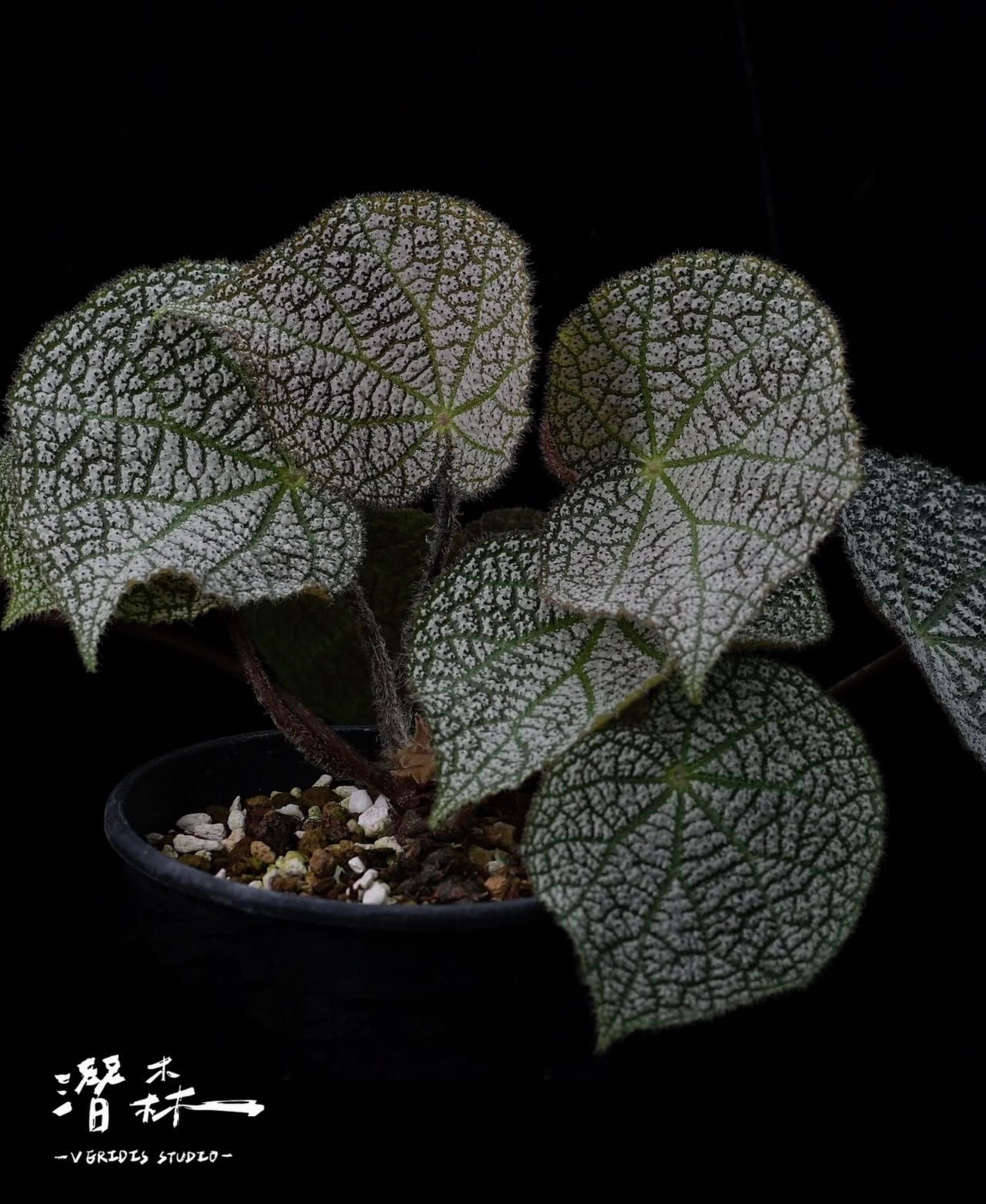 B. ‘Ivory Crust’