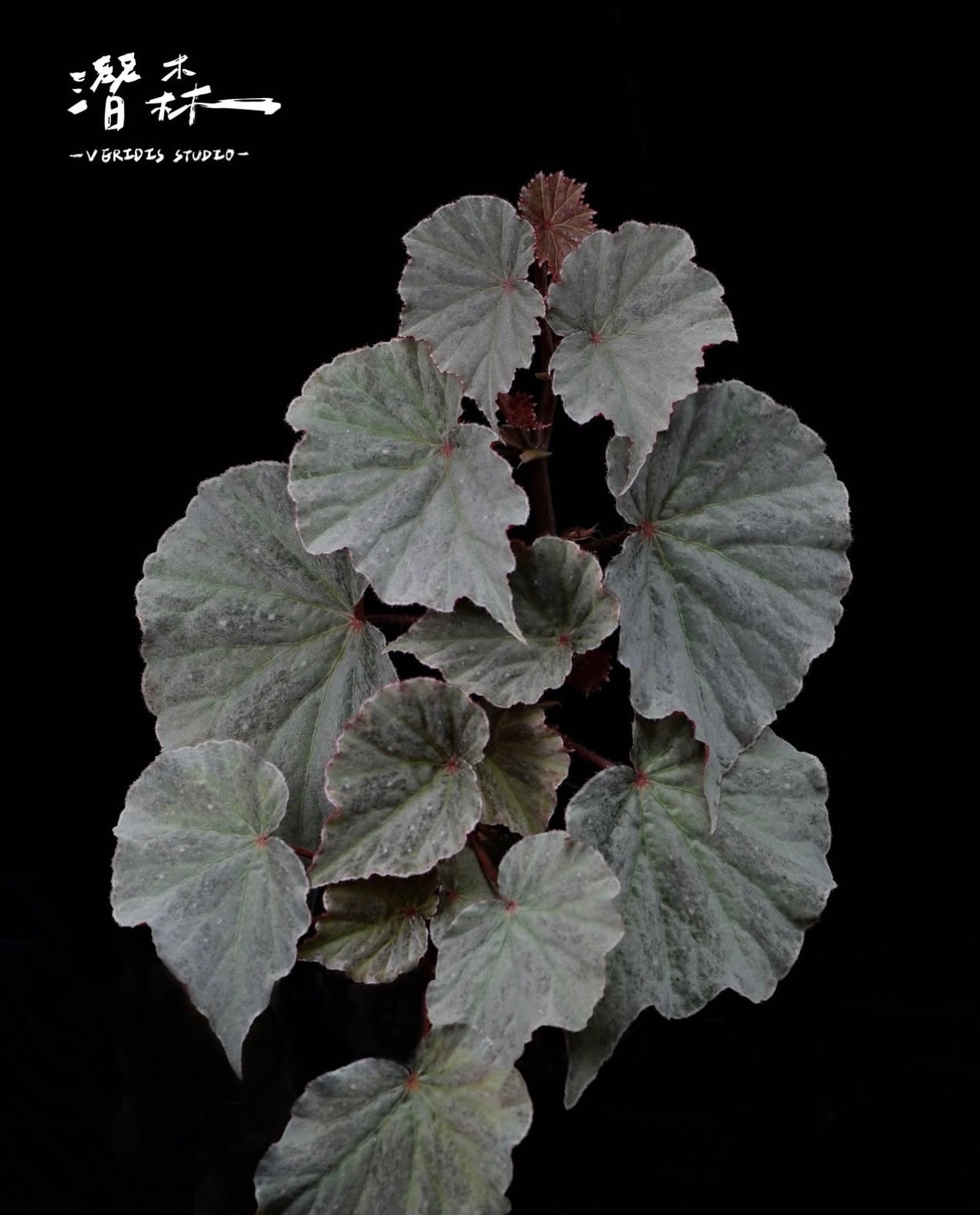 B. ‘Ocean Leaf’