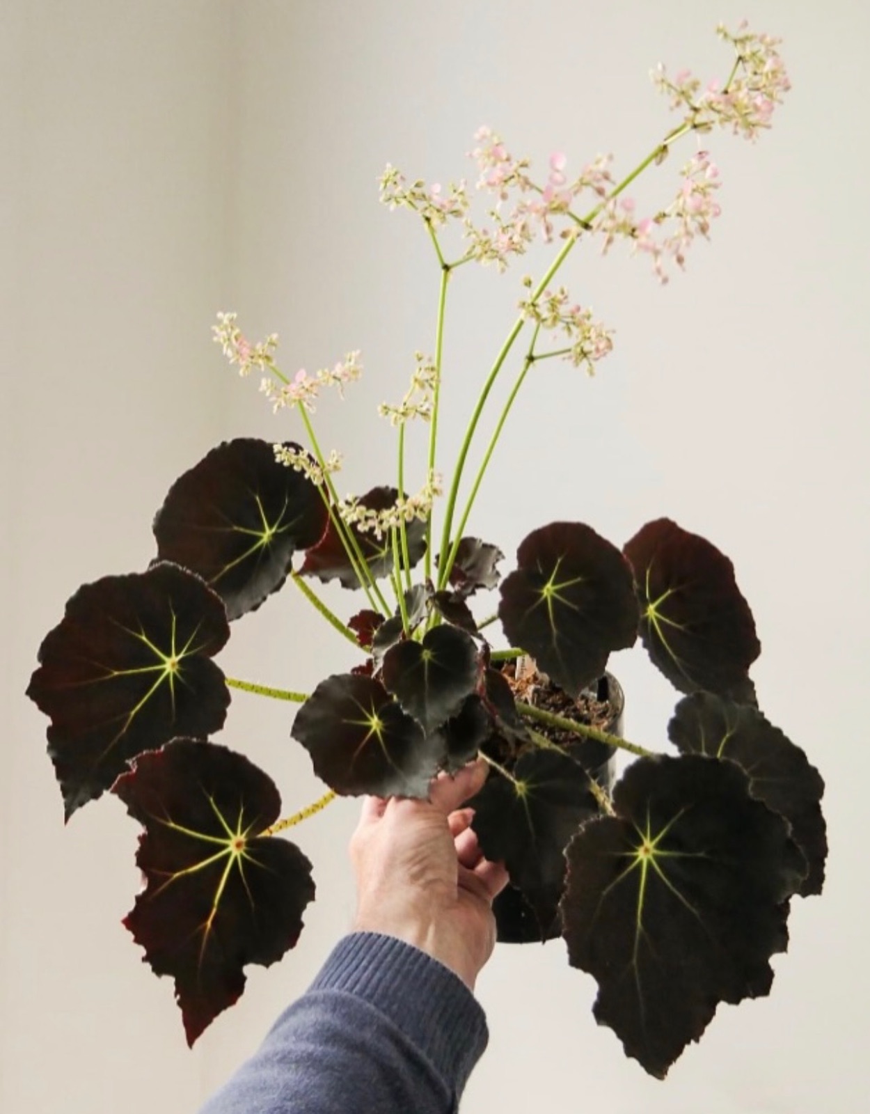 B. ‘Mai Chocolate Delight’