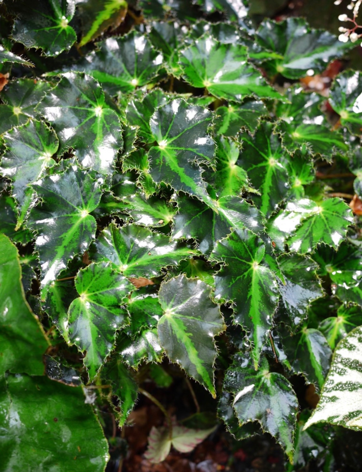 B. ‘Mai Tiger Mist’