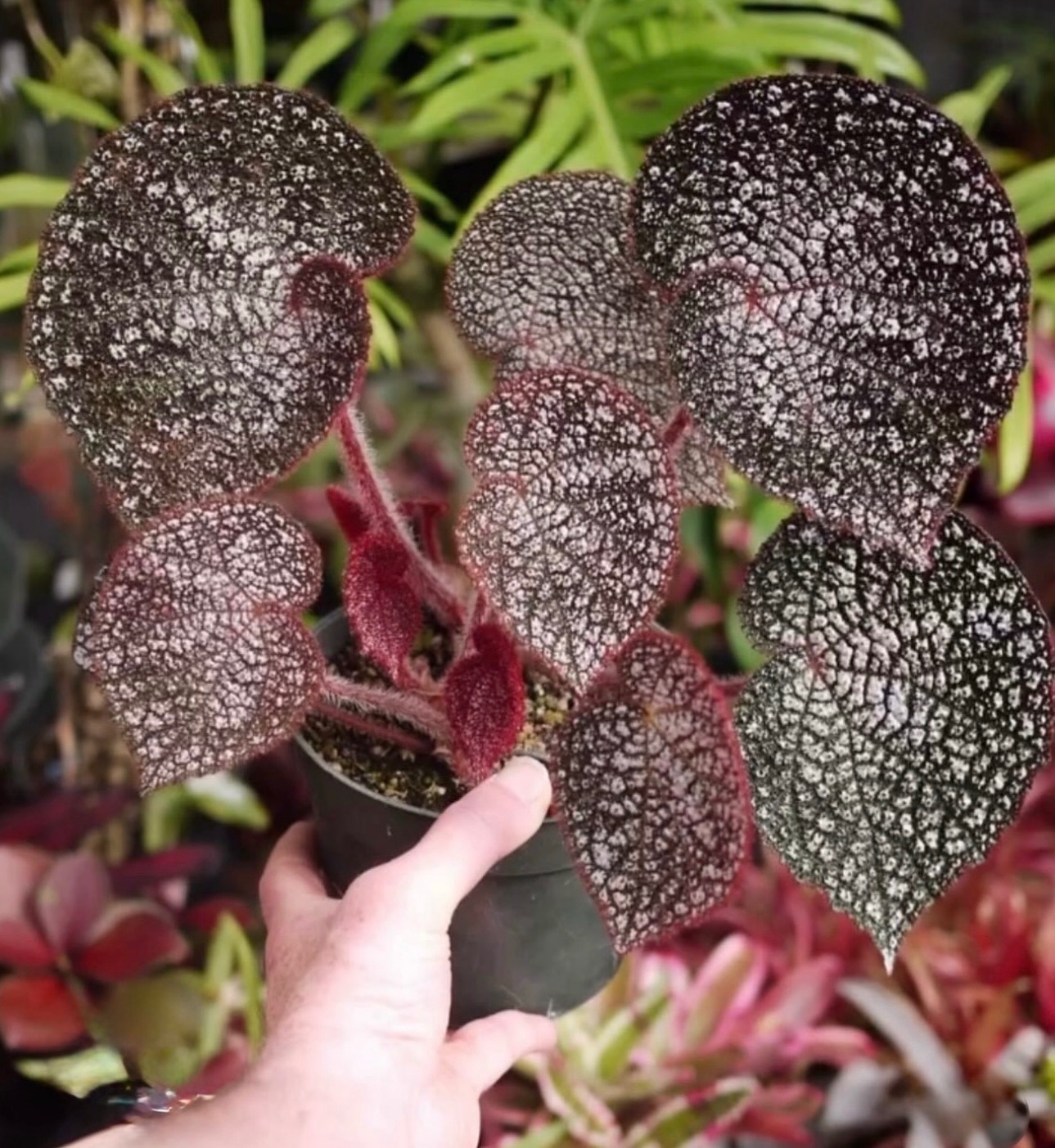 B. ‘Mai Super Nova’