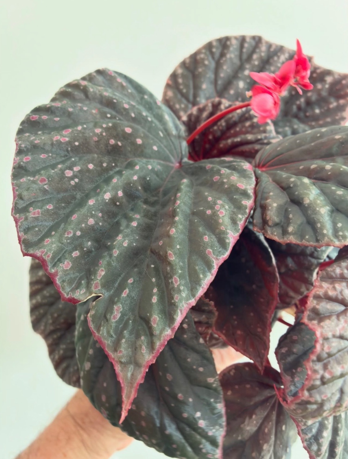 B. ‘Mai Dark Galaxy’