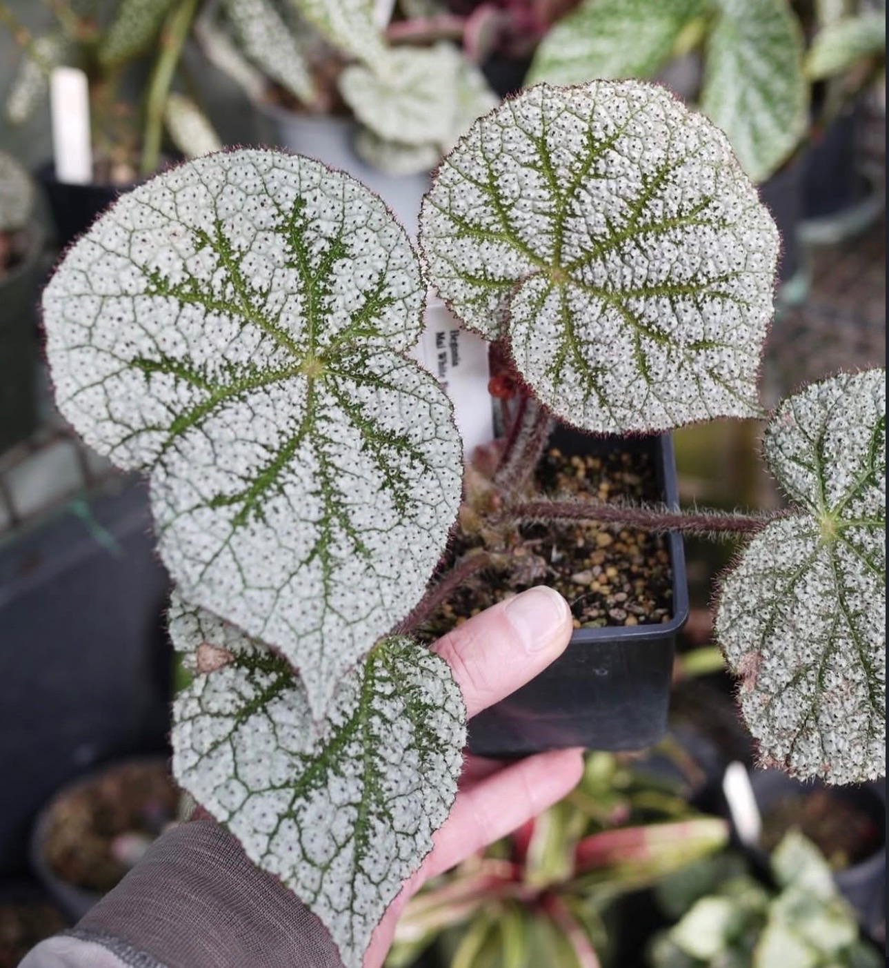 B. ‘Mai White Nova’
