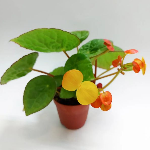 B. 'Chura'