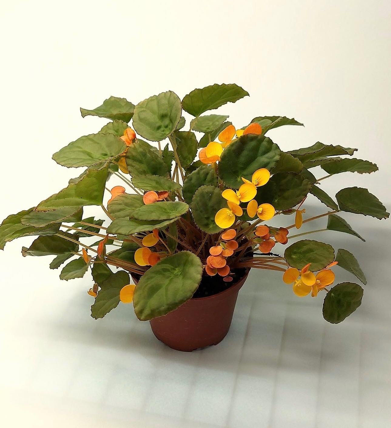 B. ‘Kidogo’