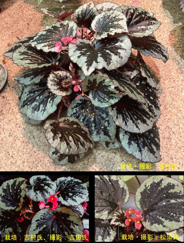 B. 'Awayuki'